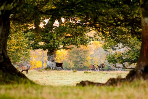 De l'Autre Côté du Bois