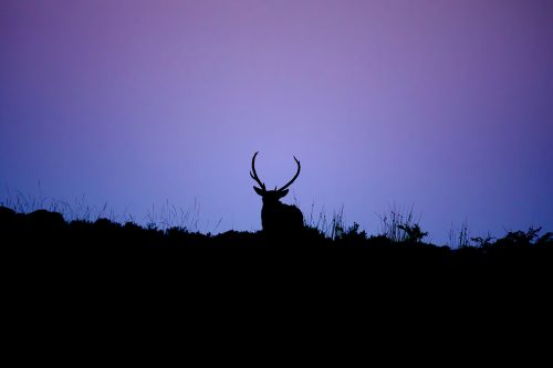 Le Lever du Cerf aux Aurores