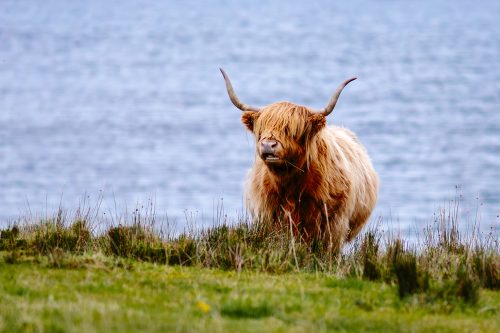 Vache des Highlands Rousse