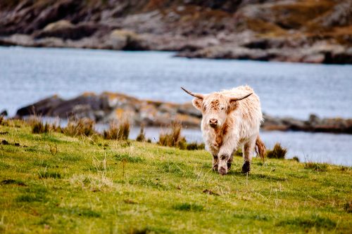 Vache Blanche des Highlands
