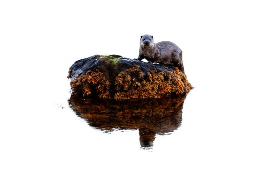 La Loutre d'Écosse (petit format uniquement)