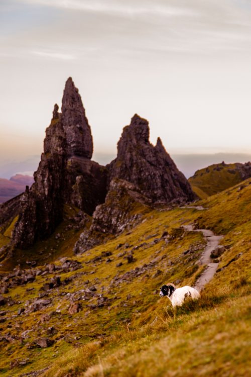 Le Bélier d'Écosse (petit format uniquement)