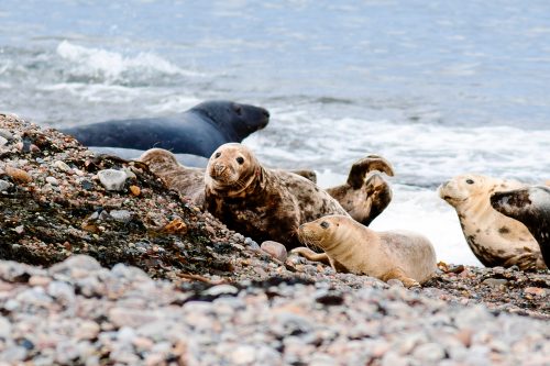 Phoques d'Écosse