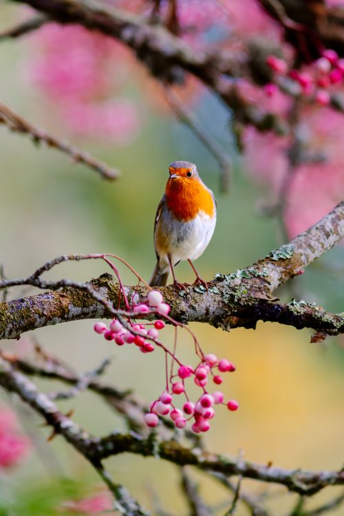 Rouge-Gorge d'Écosse