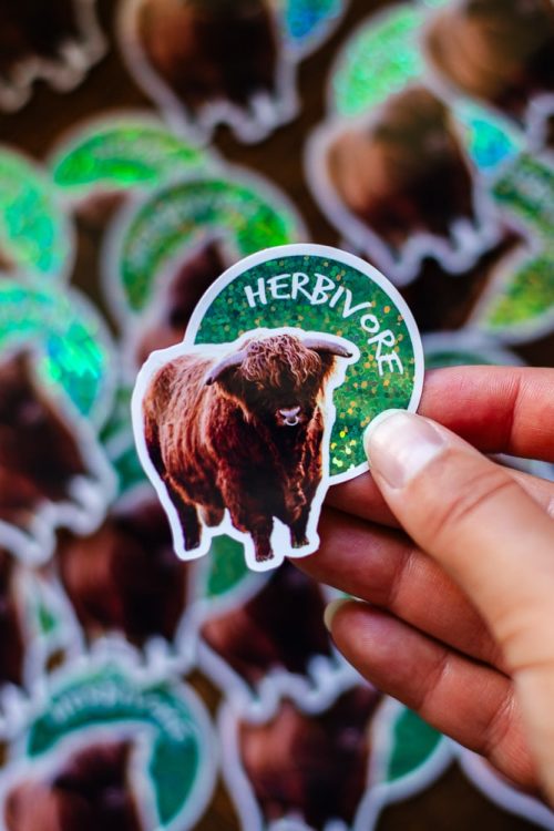 Sticker Taureau "Herbivore" des Highlands